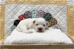 Gino - Coton De Tulear for sale