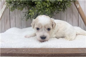 Gregory - Coton De Tulear for sale