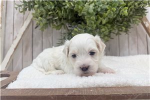Gino - Coton De Tulear for sale