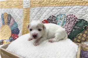 Gracie - Coton De Tulear for sale