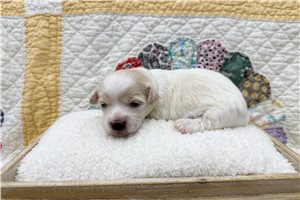 Gregory - Coton De Tulear for sale