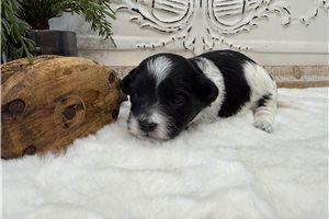 Oreo - Coton De Tulear for sale