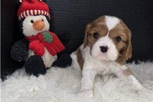 Addie - puppy for sale