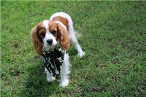 Troy - Cavalier King Charles Spaniel for sale
