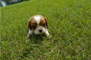 Rae - puppy for sale