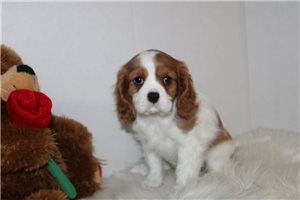Mitsy - Cavalier King Charles Spaniel for sale