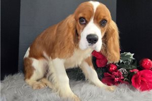 Rancher - Cavalier King Charles Spaniel for sale
