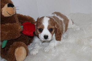 Troy - Cavalier King Charles Spaniel for sale