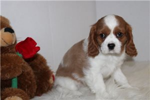 Mocca - Cavalier King Charles Spaniel for sale
