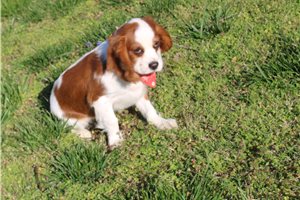 Truman - puppy for sale