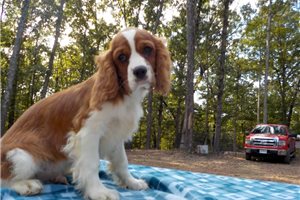 Rags - puppy for sale