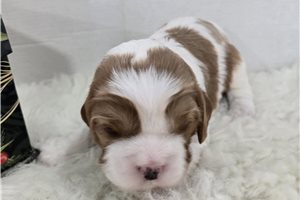 Alden - puppy for sale