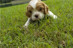 Ralph - puppy for sale