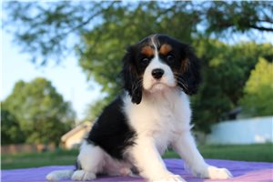 Simon - Cavalier King Charles Spaniel for sale