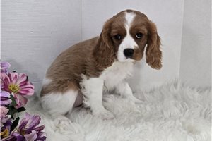 Adelaide - Cavalier King Charles Spaniel for sale