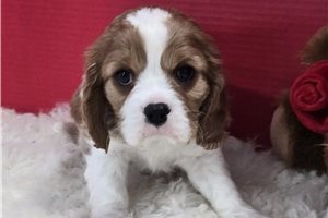 Akiro - Cavalier King Charles Spaniel for sale