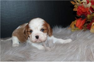 Wally - puppy for sale