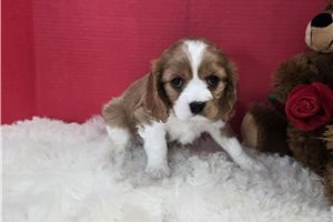 Alex - Cavalier King Charles Spaniel for sale
