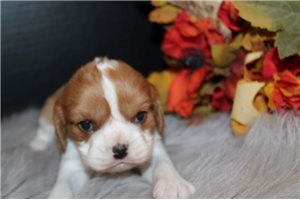 Wendi - puppy for sale