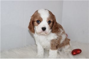 Natalie - puppy for sale