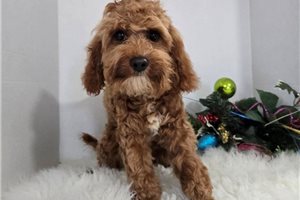 Fenris - Cavapoo for sale
