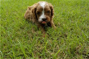 Fenway - puppy for sale