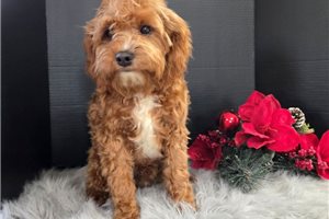 Fife - Cavapoo for sale