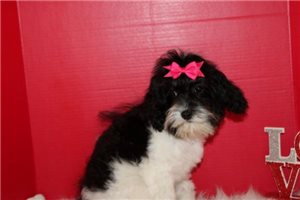 Oona - Cavapoo for sale