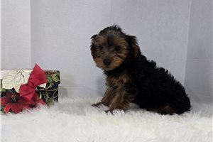 Sally - Yorkiepoo - Yorkie Poo for sale
