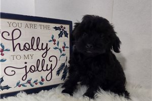 Sicily - Yorkiepoo - Yorkie Poo for sale