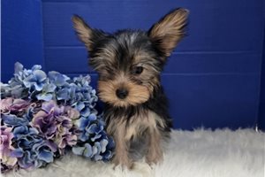 Blair - Yorkshire Terrier - Yorkie for sale