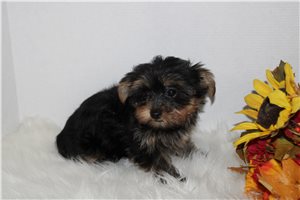 Flora - Yorkshire Terrier - Yorkie for sale