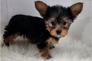 Bella - Yorkshire Terrier - Yorkie for sale