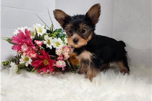 Blair - puppy for sale