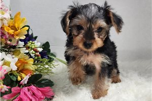 Sheena - Yorkshire Terrier - Yorkie for sale