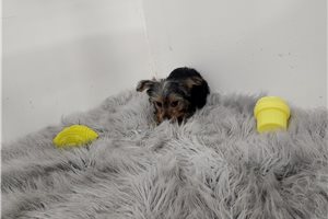 Sheena - Yorkshire Terrier - Yorkie for sale