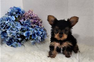 Shelly - puppy for sale