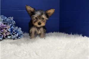 Bella - Yorkshire Terrier - Yorkie for sale