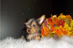 Tori - Yorkshire Terrier - Yorkie for sale