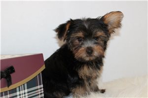 Odin - Yorkshire Terrier - Yorkie for sale