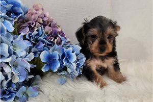 Sheena - Yorkshire Terrier - Yorkie for sale