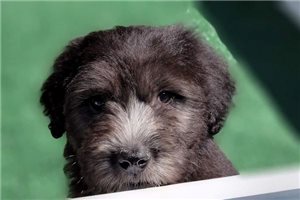 Easton - Old English Sheepdog for sale