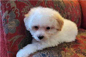 Carlos - Poodle, Toy for sale