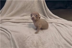 August - puppy for sale