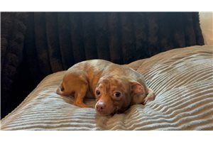 Alec - Chihuahua for sale