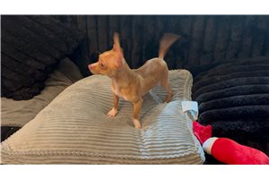 Anna - Chihuahua for sale