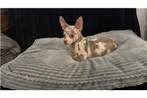Arnold - Chihuahua for sale