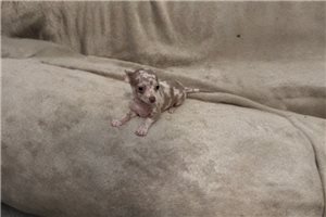 Arnold - puppy for sale