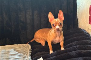 Anna - Chihuahua for sale