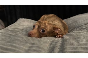 Alec - Chihuahua for sale